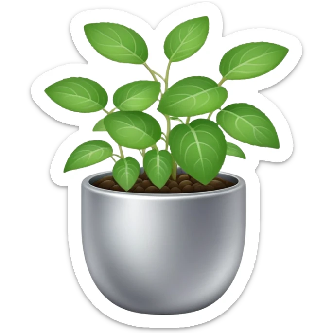 Young sprouts of Plectranthus Verticillatus with round circular leaves in a silver metallic pot sticker