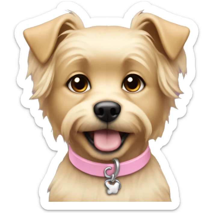 Small blonde dog with shorter wiry hair on its back and a baby pink collar sticker
