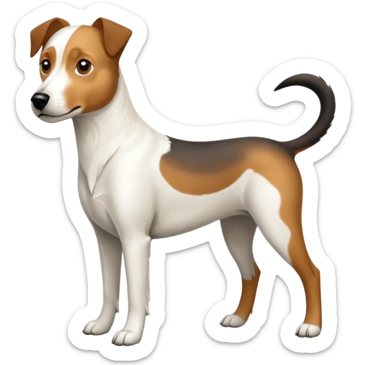 a full body large white parson russell looking dog the size of a kelpie with light brown flapped down ears and a light brown patch on one eye and a large snout sticker