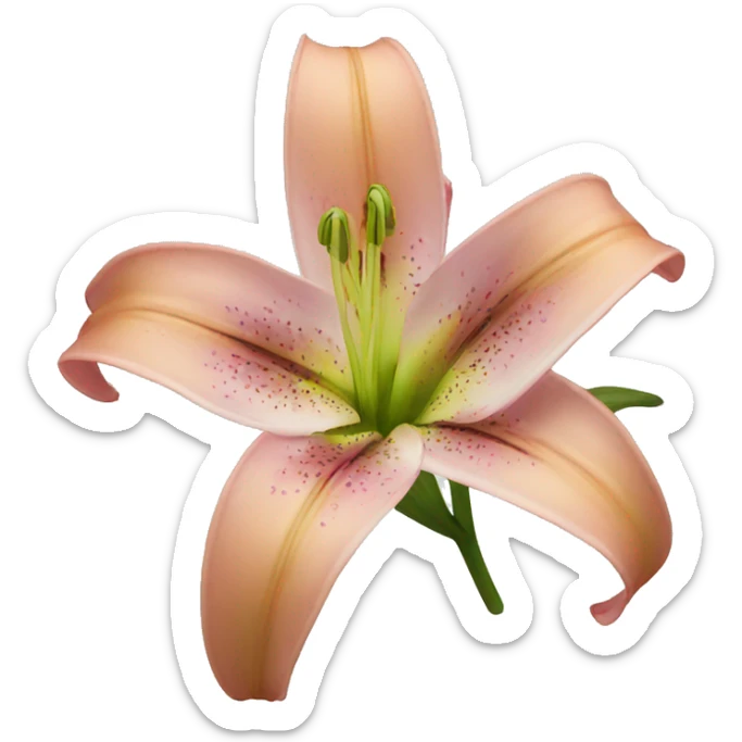 lily flower  sticker