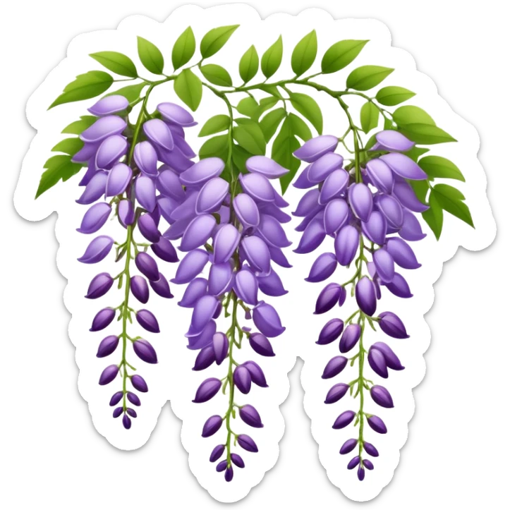 Elegant wisteria flower with cascading purple racemes hanging down and small green leaves sticker