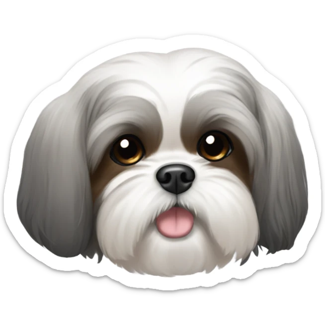A shih tzu with gray body and black tips on ears and brown near eye corner sticker