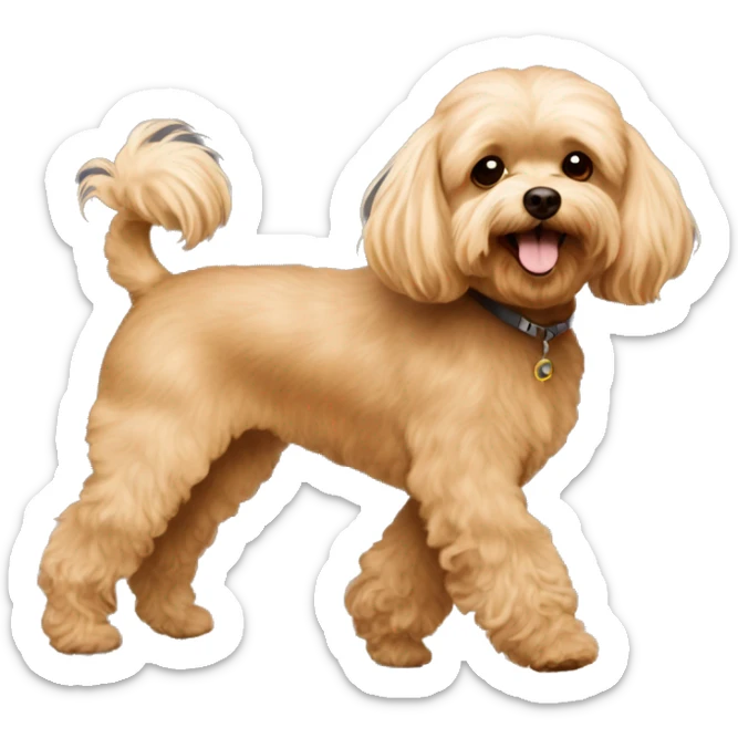 Brown Maltipoo walk with blonde skinny girl with long hair sticker