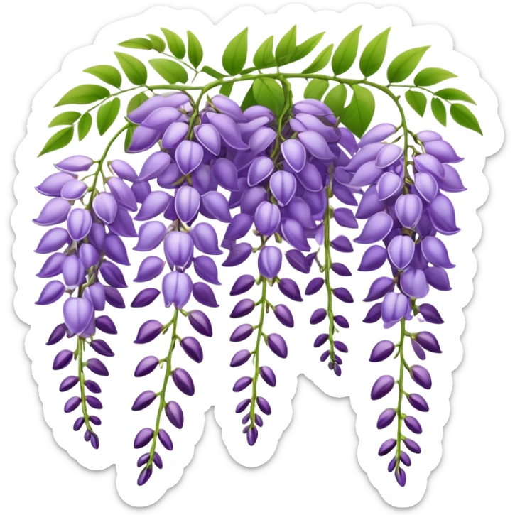 Elegant wisteria flower with cascading purple racemes hanging down and small green leaves sticker