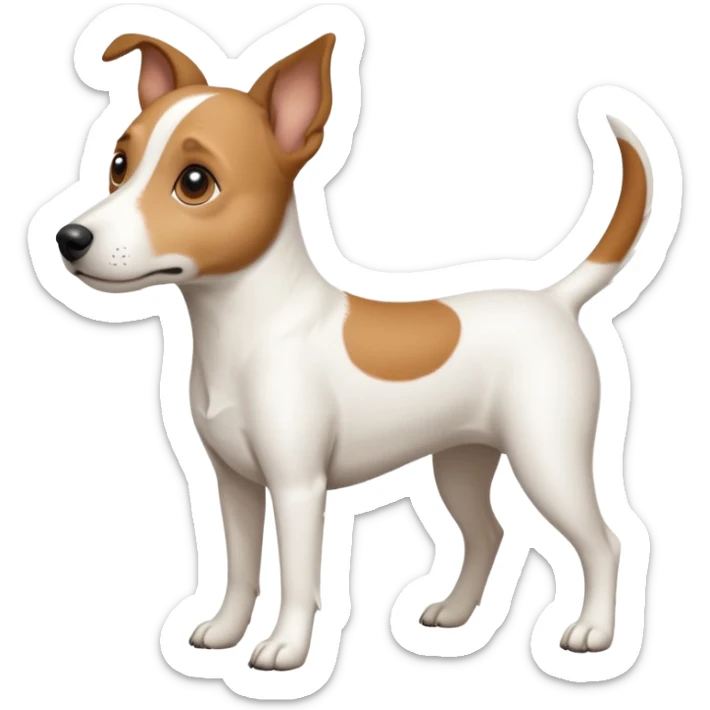 a full body white jack russel looking dog the size of a kelpie with light brown ears and a light brown patch on one eye, flopped down ears and a large snout sticker
