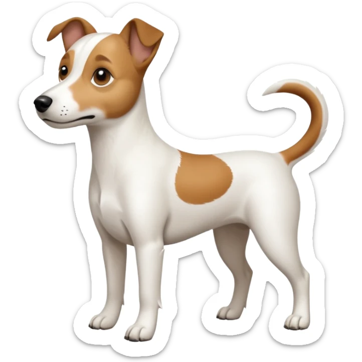 a full body white jack russel looking dog the size of a kelpie with light brown ears and a light brown patch on one eye, flopped down ears and a large snout sticker