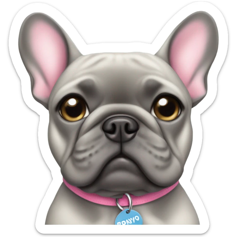 Grey girl French bulldog with pink collar and the name ponyo on the name tag sticker