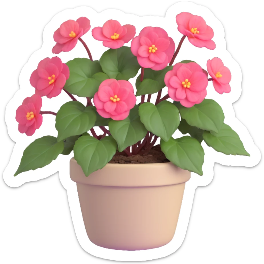 Begonia Rex with greenish-purple spiral center leaves in a beige pot sticker