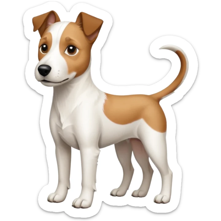 a full body large white parson russell terrier looking dog the size of a kelpie with light brown ears and a light brown patch on one eye and a large snout sticker