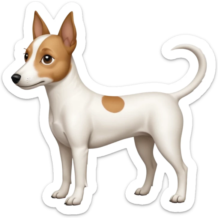 a full body white jack russel looking dog the size of a kelpie with light brown ears and a light brown patch on one eye and a large snout sticker