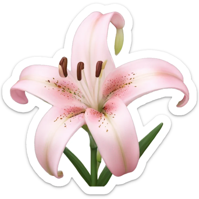 light pink lilium sticker