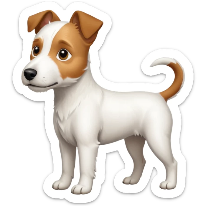 a full body large white parson russell terrier looking dog the size of a kelpie with light brown ears and a light brown patch on one eye and a large snout sticker