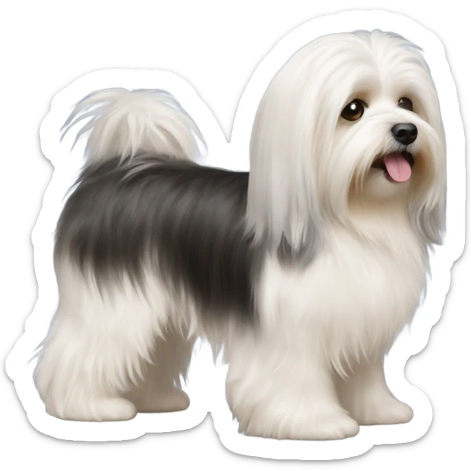 Side view of Havanese with long hair down to the floor sticker