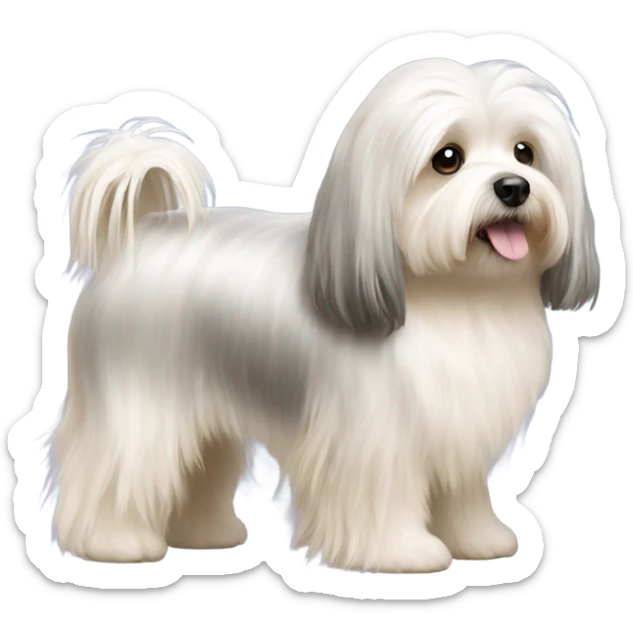 Side view of Havanese with long hair all the way down to the floor sticker