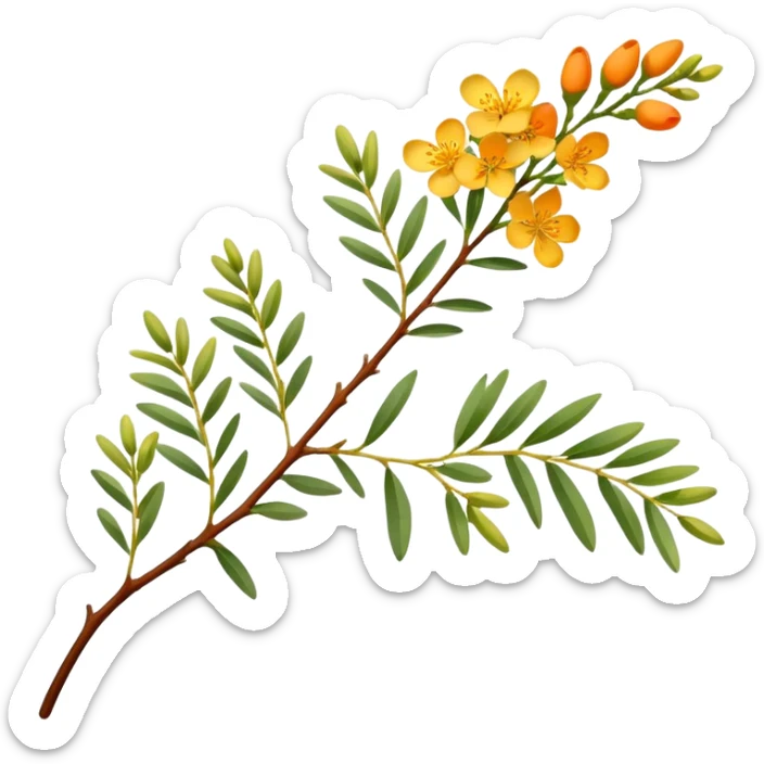 A delicate acacia flower with soft petals and vibrant colors, blooming on a slender branch with green leaves sticker