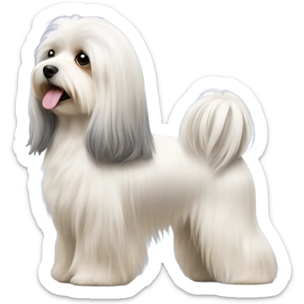 Side view of Havanese with long hair all the way down to the dogs feet at a dog show  sticker