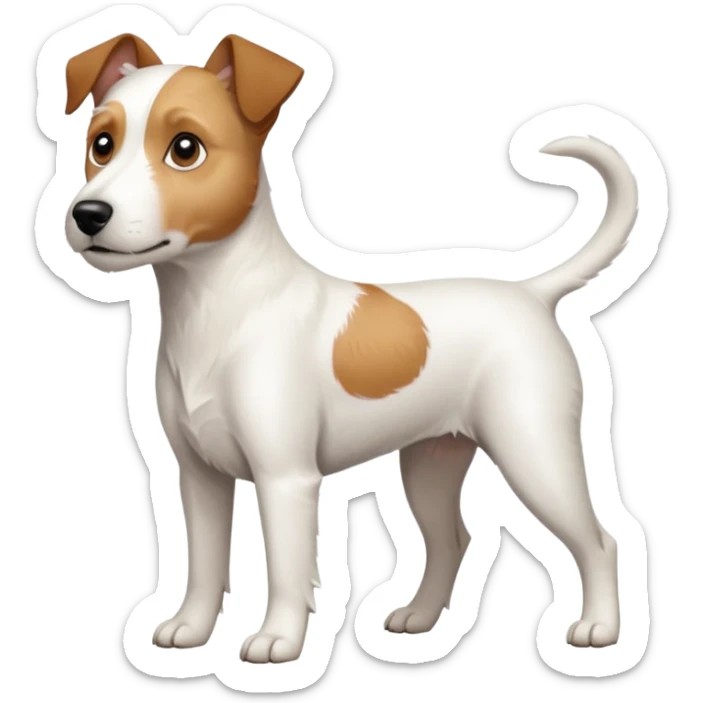 a full body large white parson russell terrier looking dog the size of a kelpie with light brown long ears and a light brown patch on one eye and a large snout sticker