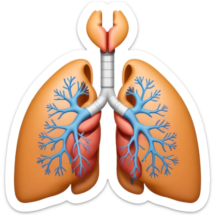 A 3D cartoon medical diagram showing lungs and airways inside a human silhouette, realistic Memoji-style. sticker