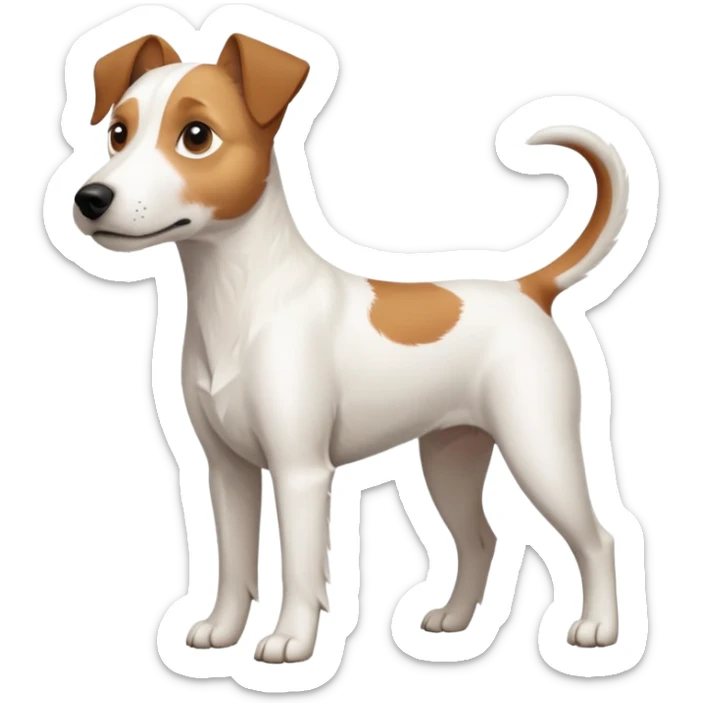 a full body large white parson russell terrier looking dog the size of a kelpie with light brown long ears and a light brown patch on one eye and a large snout sticker