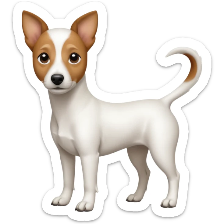 a full body white jack russel looking dog the size of a kelpie with light brown ears and a light brown patch on one eye, flopped down ears and a large snout sticker