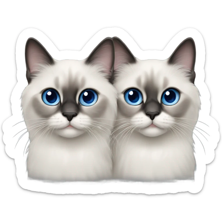 Two Blue point ragdoll cats with short length hair, with blue eyes, dark face  sticker