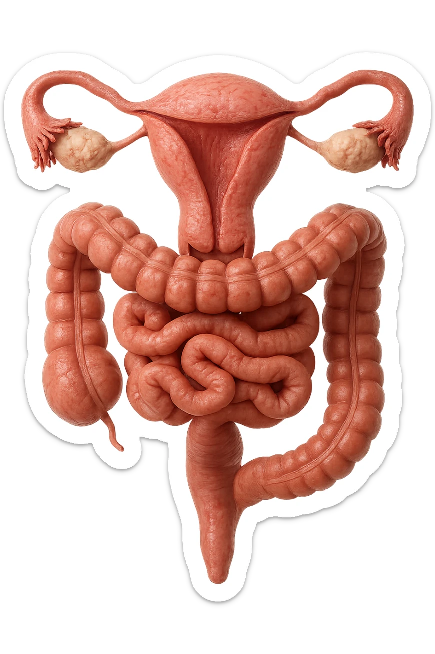 UTERO UMANO ANATOMICO COLLEGATO AD INTESTINO, iperrealistico 4k, SFONDO BIANCO sticker