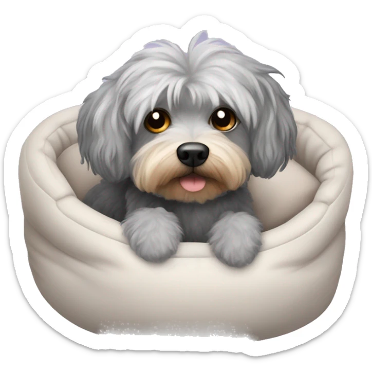 Gray hair with some dark hair Morkiepoo laying in plush dog bed sticker