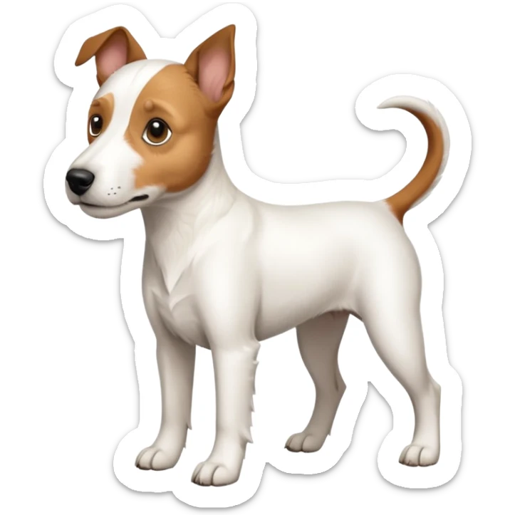 a full body large white parson russell terrier looking dog the size of a kelpie with light brown long ears and a light brown patch on one eye and a large snout sticker