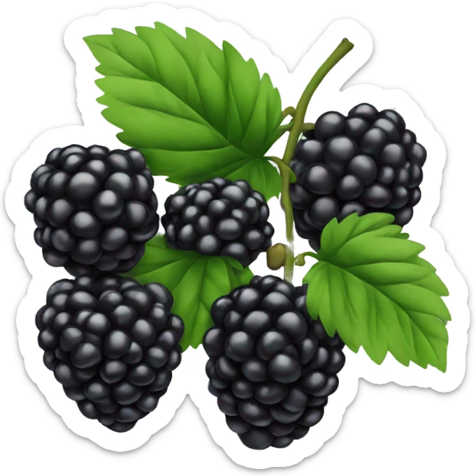 Blackberry  sticker