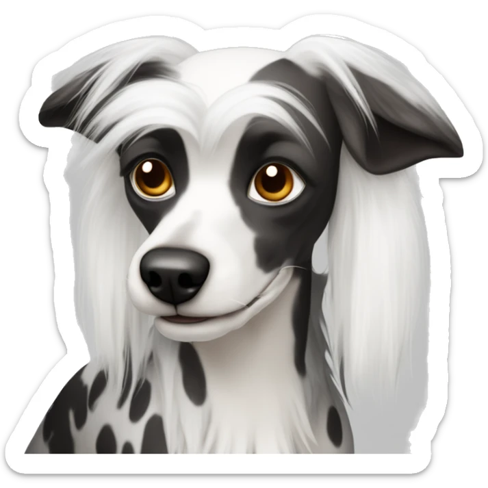Chinese Crested Dog with white fur and black spots on white skin. Luscious head fur, furnishings on the legs and full fur tail sticker