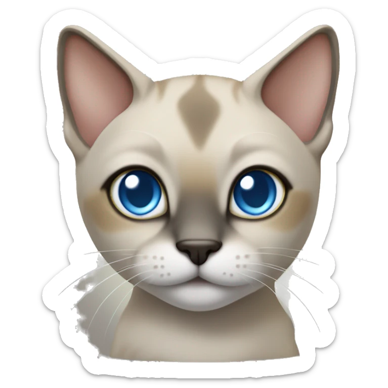 Thai breed adult cat with a light cream-brown body, dark gray nose and face, ears, and paws. sharp ears, and striking light blue eyes  sticker