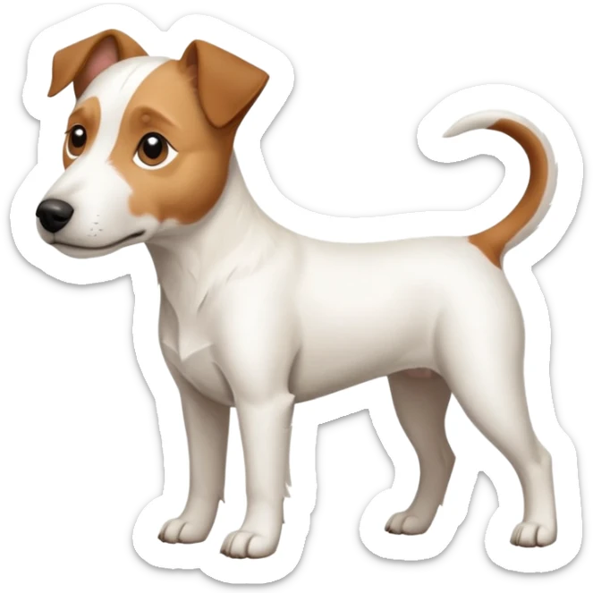 a full body large white parson russell terrier looking dog the size of a kelpie with light brown long ears and a light brown patch on one eye and a large snout sticker