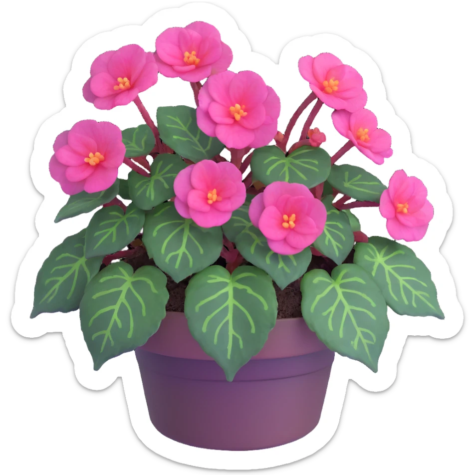 Bird's eye view of Begonia Rex plant showing spiral leaf formation from directly above, dark green leaves with purple edges and white spots sticker