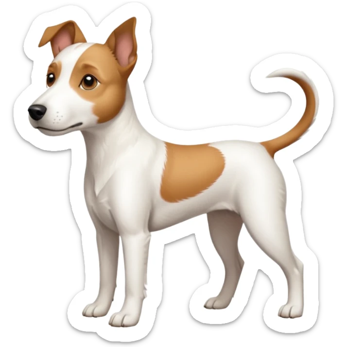 a full body large white parson russell terrier looking dog the size of a kelpie with light brown long ears and a light brown patch on one eye and a large snout sticker