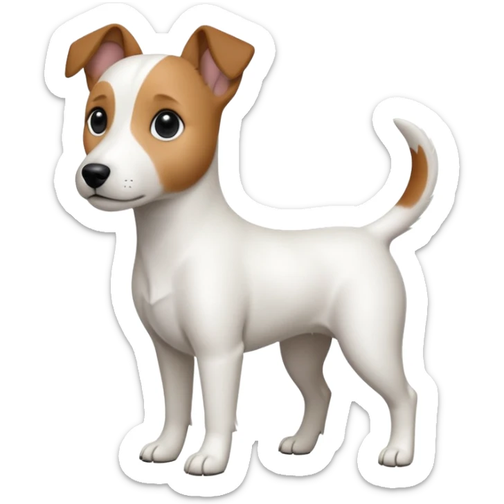 a fully white jack russell the size of a kelpie with floppy ears and a half white face sticker