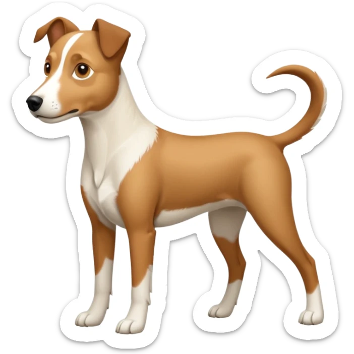 a full body large white parson russell looking dog the size of a kelpie with light brown flapped down ears and a light brown patch on one eye and a large snout sticker