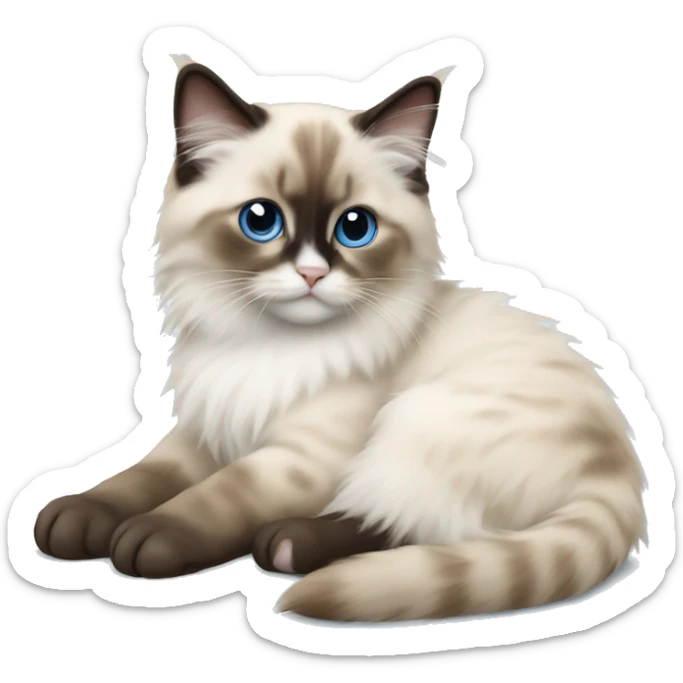 Ragdoll kitten laying sticker