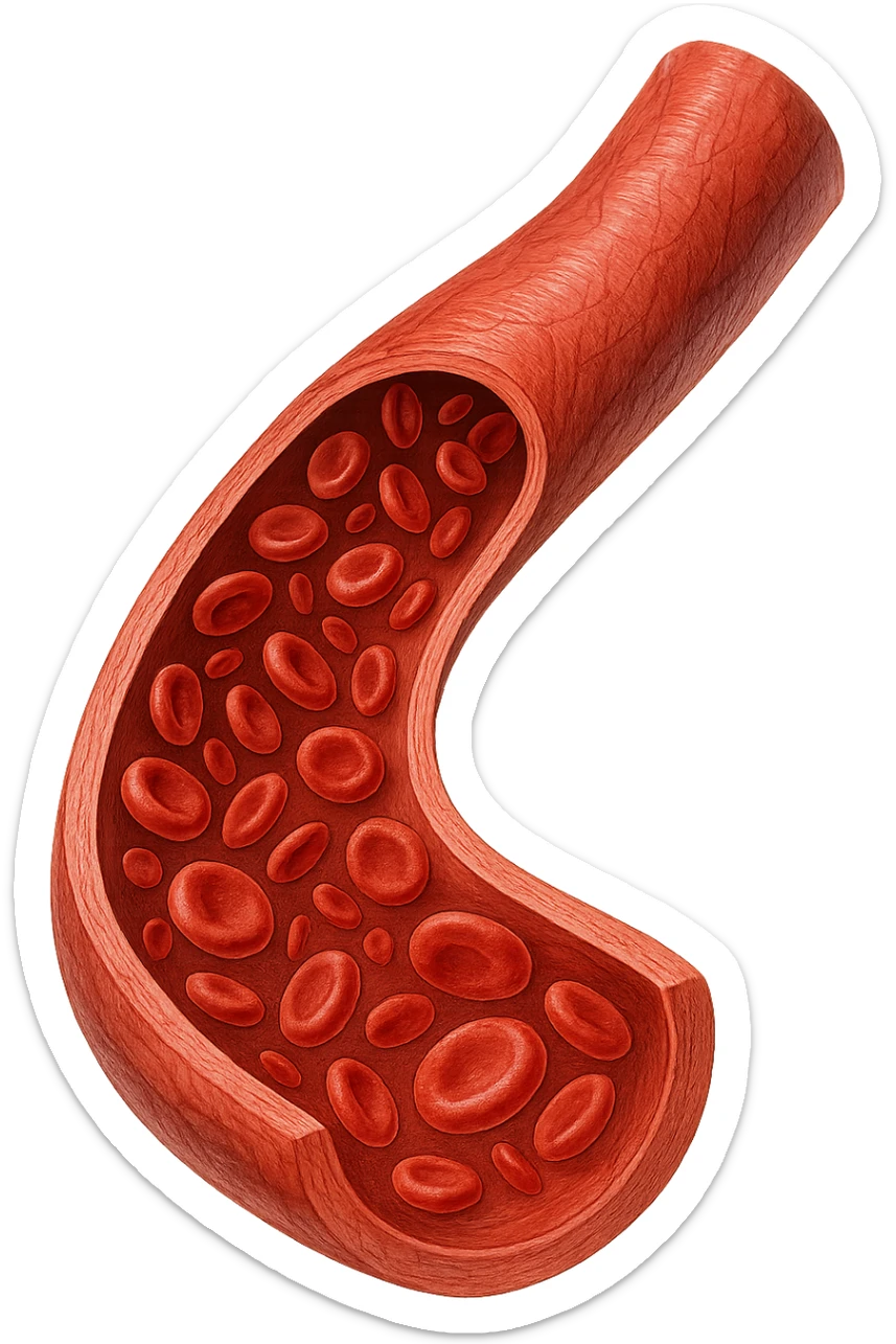 vena umana con globuli rossi sticker