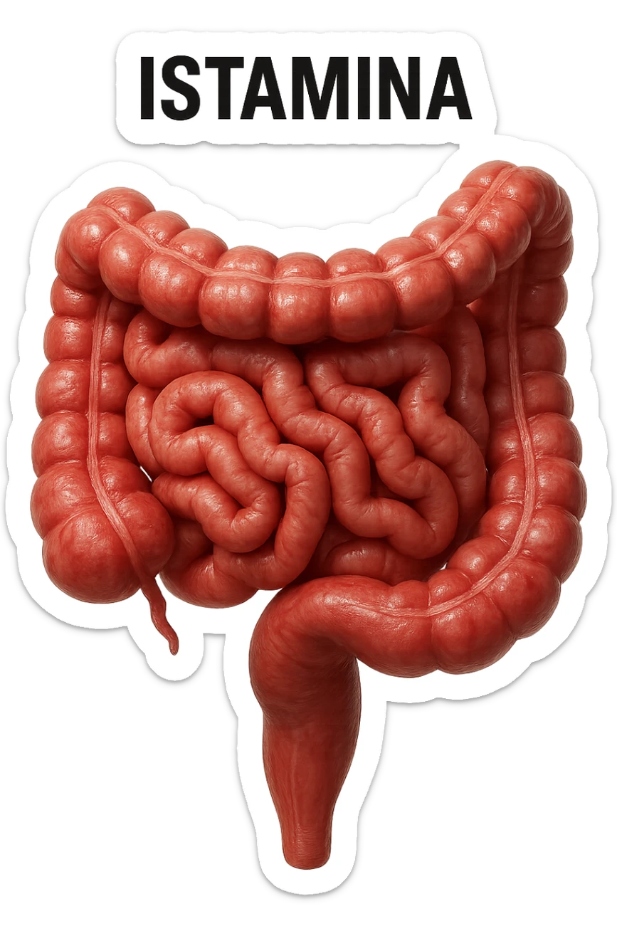 intestino umano realistico con la scritta "ISTAMINA" stampata sopra, iperrealistico 4k sticker