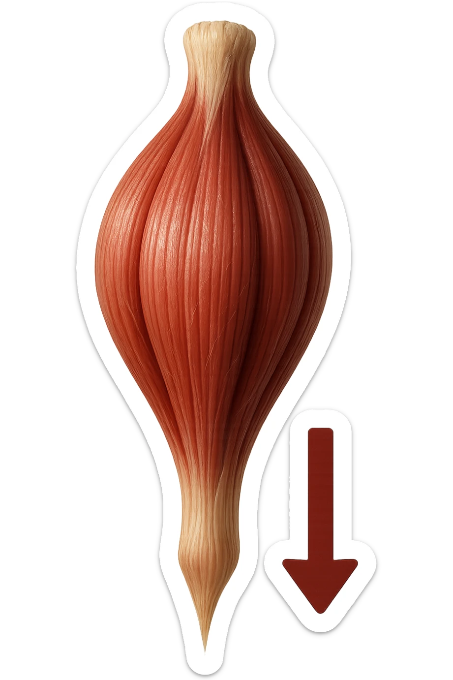 porzione di tessuto muscolare umano iperrealistico con freccia giù sticker