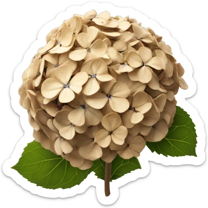 Hydrangea flower that has turned completely brown and dried up sticker