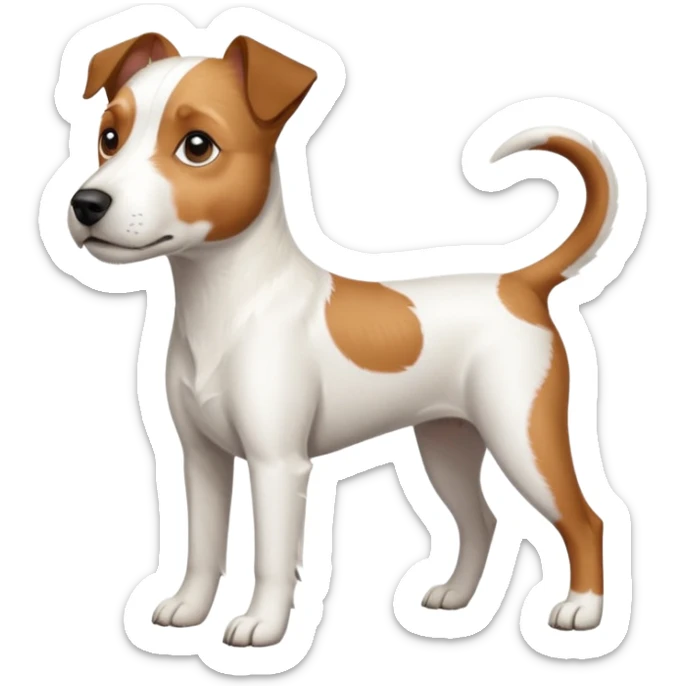 a full body large white parson russell terrier looking dog the size of a kelpie with light brown ears and a light brown patch on one eye and a large snout sticker