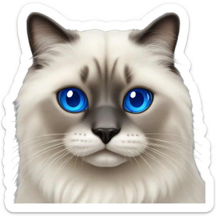 Fluffy seal.point ragdoll cat with royal blue eyes sticker