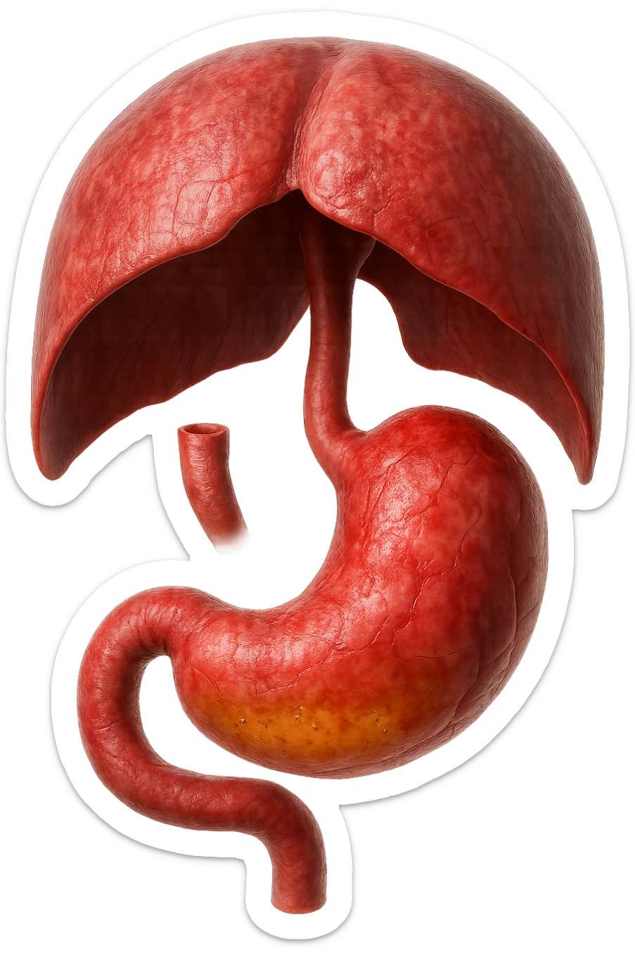 stomaco umano anatomico infiammato con acido giallo all'interno fluttua in aria insieme ad un diaframma umano, iperrealistico 4k, isolato su sfondo bianco sticker