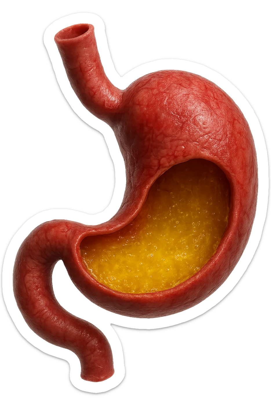 stomaco umano anatomico infiammato con acido giallo all'interno, iperrealistico 4k, isolato su sfondo bianco sticker