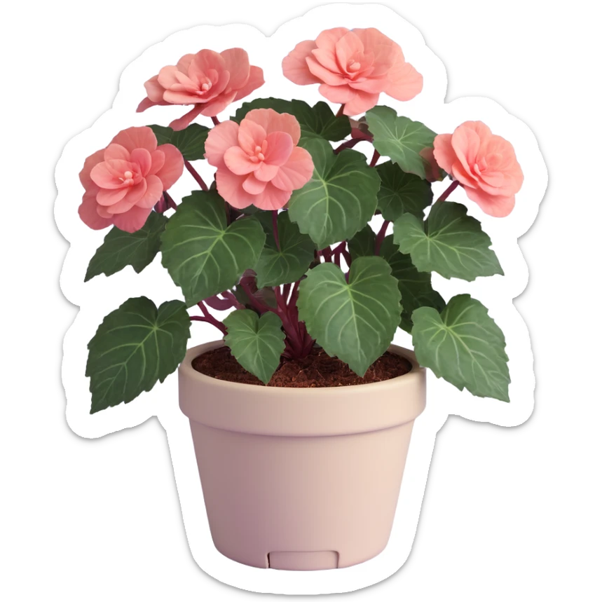 Begonia Rex foliage plant with only greenish-purple spiral patterned leaves in a beige pot, no flowers sticker