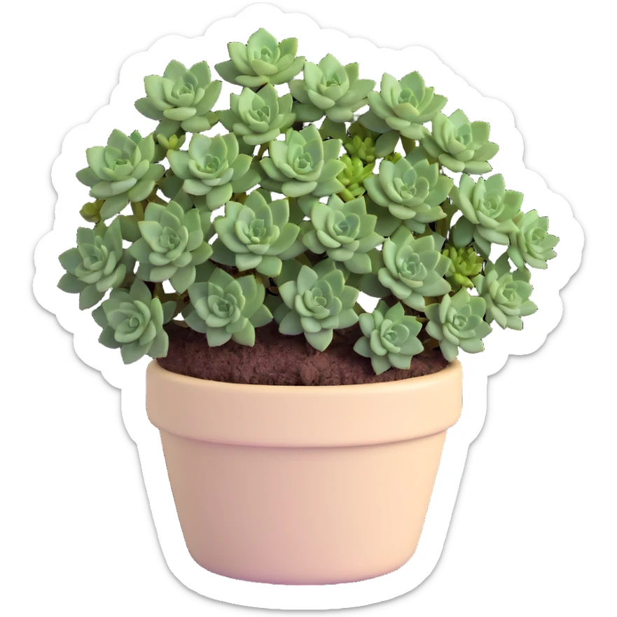 Sedum Pachyphyllum succulent with chubby blue-green leaves in a beige ceramic pot sticker