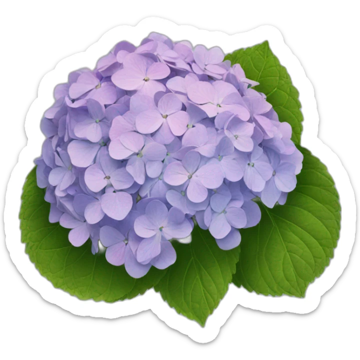 hydrangea sticker