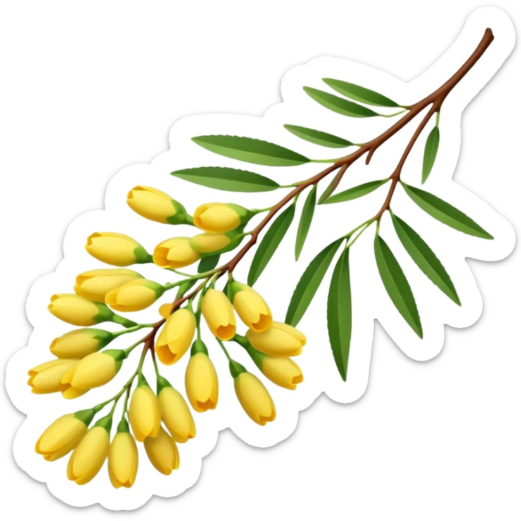 A delicate acacia flower with soft petals and vibrant colors, blooming on a slender branch with green leaves sticker