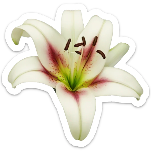 Lily  sticker